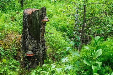 Two large red polypore grows on broken tree in forest. Vivid red tinder fungus on tree stump. Fomitopsis pinicola on bark among lush forest greenery. Big red polypores and green rich flora close-up.