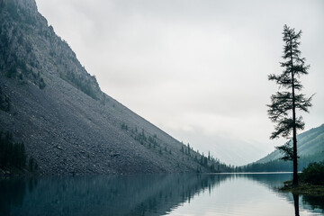 Atmospheric gloomy landscape with conifer tree on shore of mountain lake in rainy weather. Coniferous trees on mountainside in low clouds. Bleak misty scenery with alpine lake under gray cloudy sky.