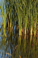 Obraz premium Reed Reflection