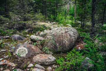 Obraz premium Scenic forest landscape with big mossy boulder among conifers. Colorful scenery with big boulder with mosses and lichens in coniferous forest. Beautiful forest view with mosses and stones in woodland.