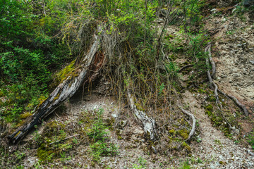 Scenic nature background with grasses and mosses among old tree roots close-up. Colorful natural backdrop with Wild flora of mountains. Rich greenery closeup. Nature background of lush vegetation.