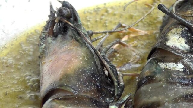 A zooming in shot of two tiger prawns cooking in melted garlic butter in a stainless-steel pan