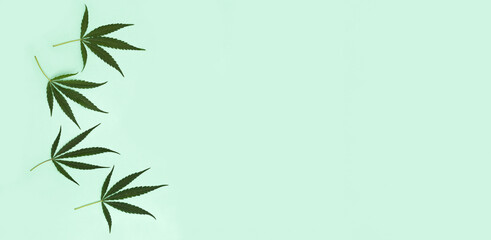 Green leaves from Cannabis plant on light green paper background. Green nature organic ingredients for cosmetology. Banner with Copy space.