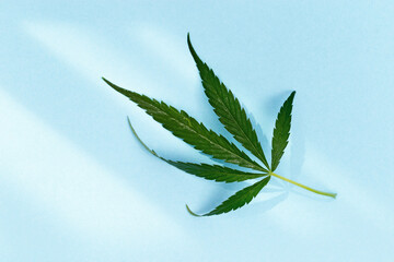 Green leaf of Cannabis plant on light blue paper background. Green nature organic ingredients for...