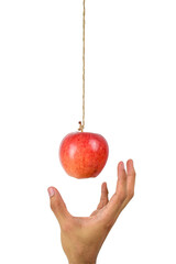 Human hand reach to grab the hanging apple isolated on white background. Low hanging fruit concept.