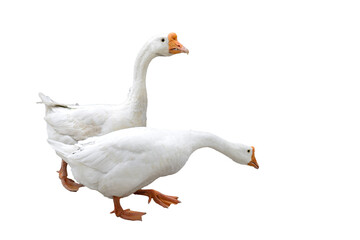 white goose isolated on white background