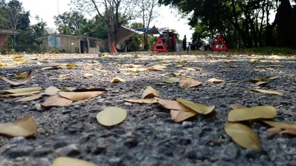 Obraz premium a lot of fish in the garden