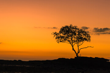 Fototapeta na wymiar single tree silhouette at sunset