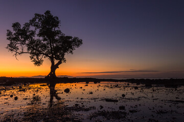Obraz na płótnie Canvas tree silhouette on beach at sunset