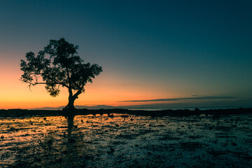 Fototapeta na wymiar tree silhouette on beach at sunset