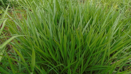 Obraz premium green grass in the wind