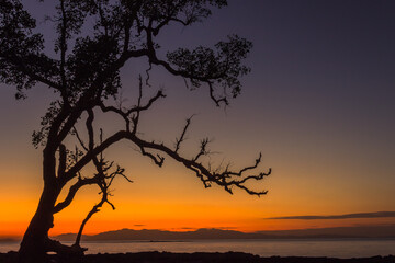 Fototapeta na wymiar sunset on the tree silhouette in the evening