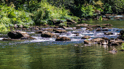 water flowing in the forest