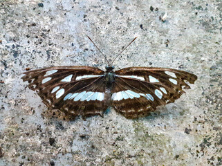 butterfly on the ground