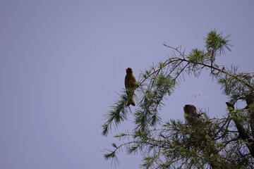 Bird perching on a tree with thorns against the blue sky
青空を背景に棘のある木に止まる鳥