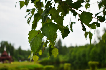 birch leaves in the park