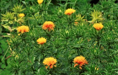 咲いた紅花