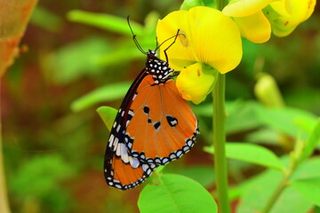 Butterfly enjoying nectar from flower