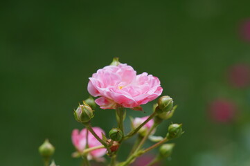 Eine schöne als die andere