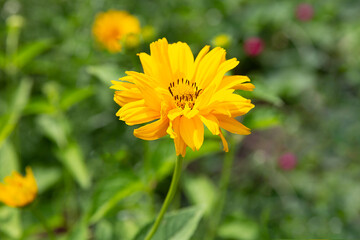 yellow rudbeckia on a green natural background
