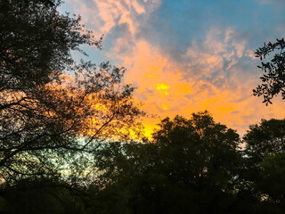Fototapeta na wymiar A late spring sunset through oak trees in the woods