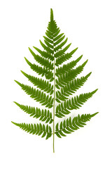 green branch of forest fern on a white background