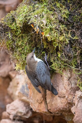 The White-throated dipper, Cinclus cinclus  The bird is feeding its chicks in colorful forest in the spring Europe Czech Republic Wildlife nature scene. During nesting season, clear runnig water..