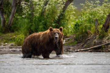 The Kamchatka brown bear, Ursus arctos beringianus catches salmons at Kuril Lake in Kamchatka, running in the water, action picture