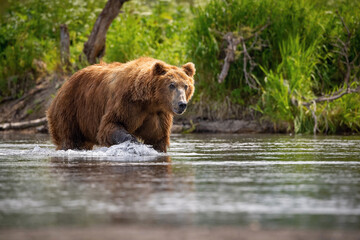 Naklejka na ściany i meble The Kamchatka brown bear, Ursus arctos beringianus catches salmons at Kuril Lake in Kamchatka, running in the water, action picture
