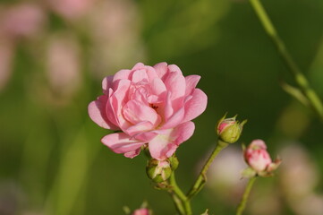 Kleine Gartenrose