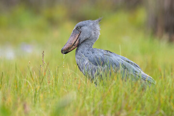 The Shoebill, Balaeniceps rex or Shoe-Billed Stork. The majestic bird of the wetlands and an excellent fisherman is in typical green environment. Walking in the grass od Uganda wetlands. ..