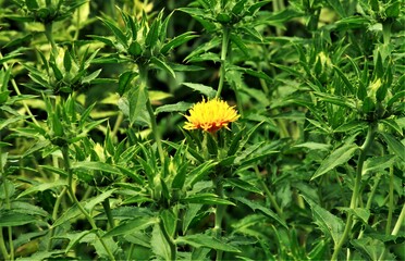 一輪の紅花　