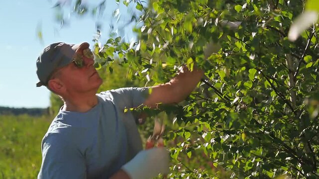 A man in the forest cuts secant birch branches for brooms for a bath and a sauna.