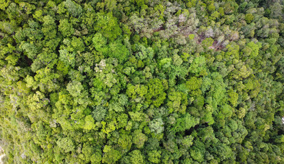  Beautiful view from top of a lush green forest