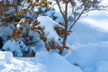Close up snow and ice covered bush branches