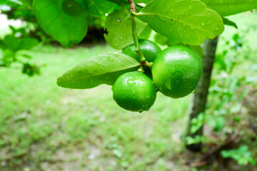 green lemon on tree
