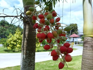 Red Palm Tree Fruit of dwarf royal palm or Christmas palm (Adonidia merrillii)