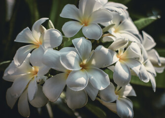 white frangipani flower