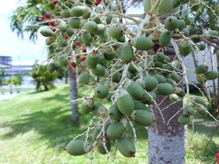 Veitchia merrillii (Becc.) H.E. Moore,Palmae,Manila palm, Christmas palm.