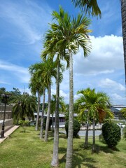 Manila palm or christmas palm tree in the garden.