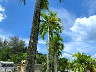 Manila palm or christmas palm tree in the garden.