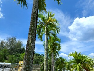 Manila palm or christmas palm tree in the garden.