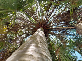 Date palm Scientific name Phoenix sylvestris. The tip is tapering. The base of the leaf is wedge shaped, the leaf is thick, hard, grayish green, pointed around the axis. The base of the leaf is yellow