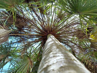 Date palm Scientific name Phoenix sylvestris. The tip is tapering. The base of the leaf is wedge shaped, the leaf is thick, hard, grayish green, pointed around the axis. The base of the leaf is yellow