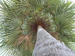 Date palm Scientific name Phoenix sylvestris. The tip is tapering. The base of the leaf is wedge shaped, the leaf is thick, hard, grayish green, pointed around the axis. The base of the leaf is yellow