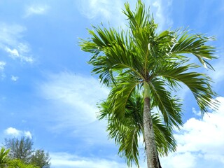 Manila palm or christmas palm tree in the garden.