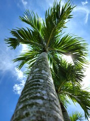 Manila palm or christmas palm tree in the garden.