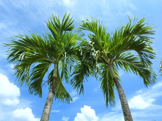 Manila palm or christmas palm tree in the garden.