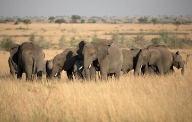 Obraz premium A herd of Elephants (loxodonta africana) in the open plains of Tanzania.