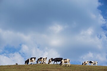 Obraz premium herd of cows grazing over the hill